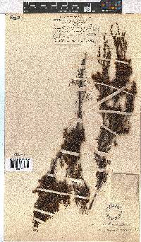 Erica leptopus var. piquetbergensis image