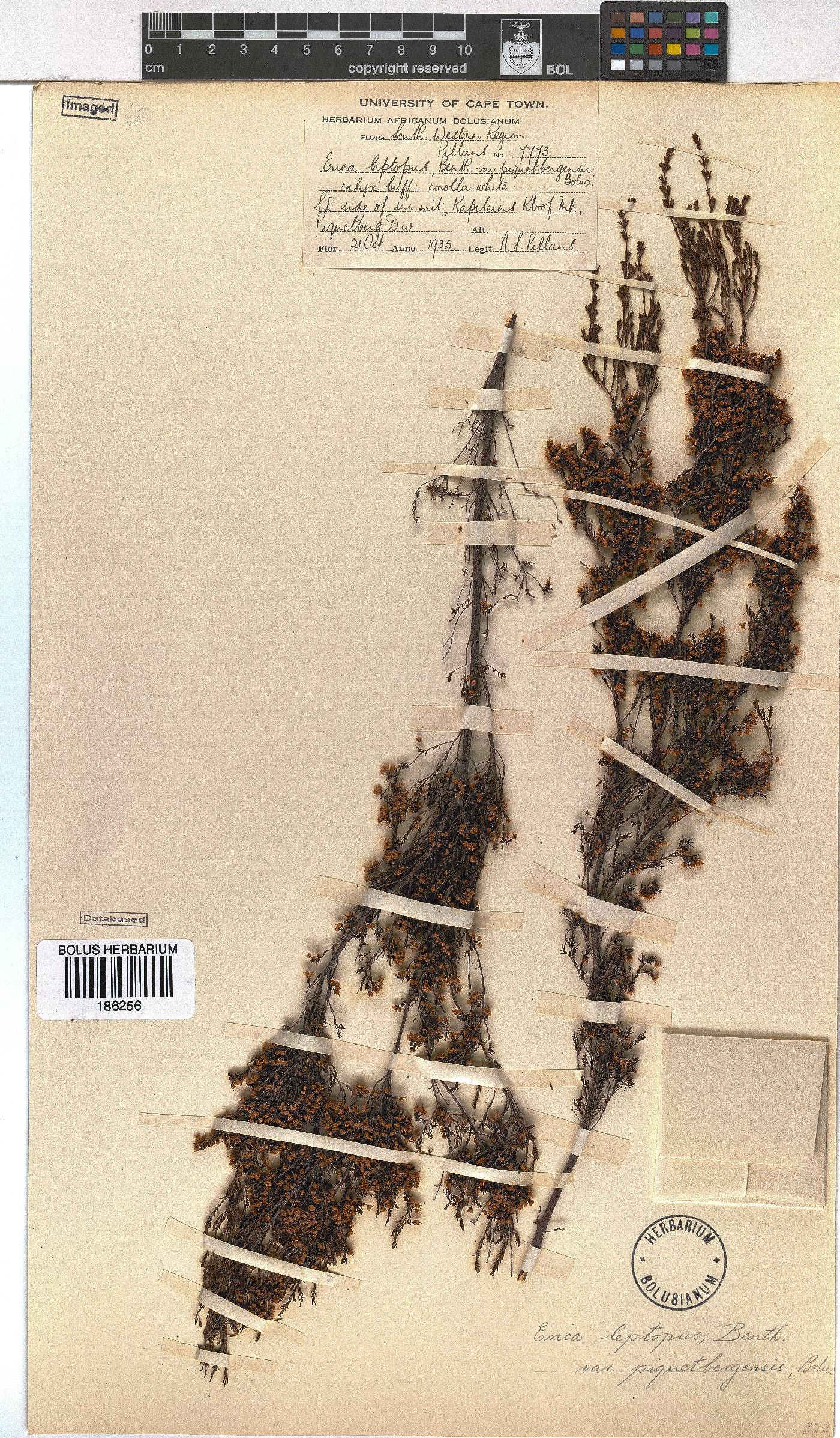 Erica leptopus var. piquetbergensis image