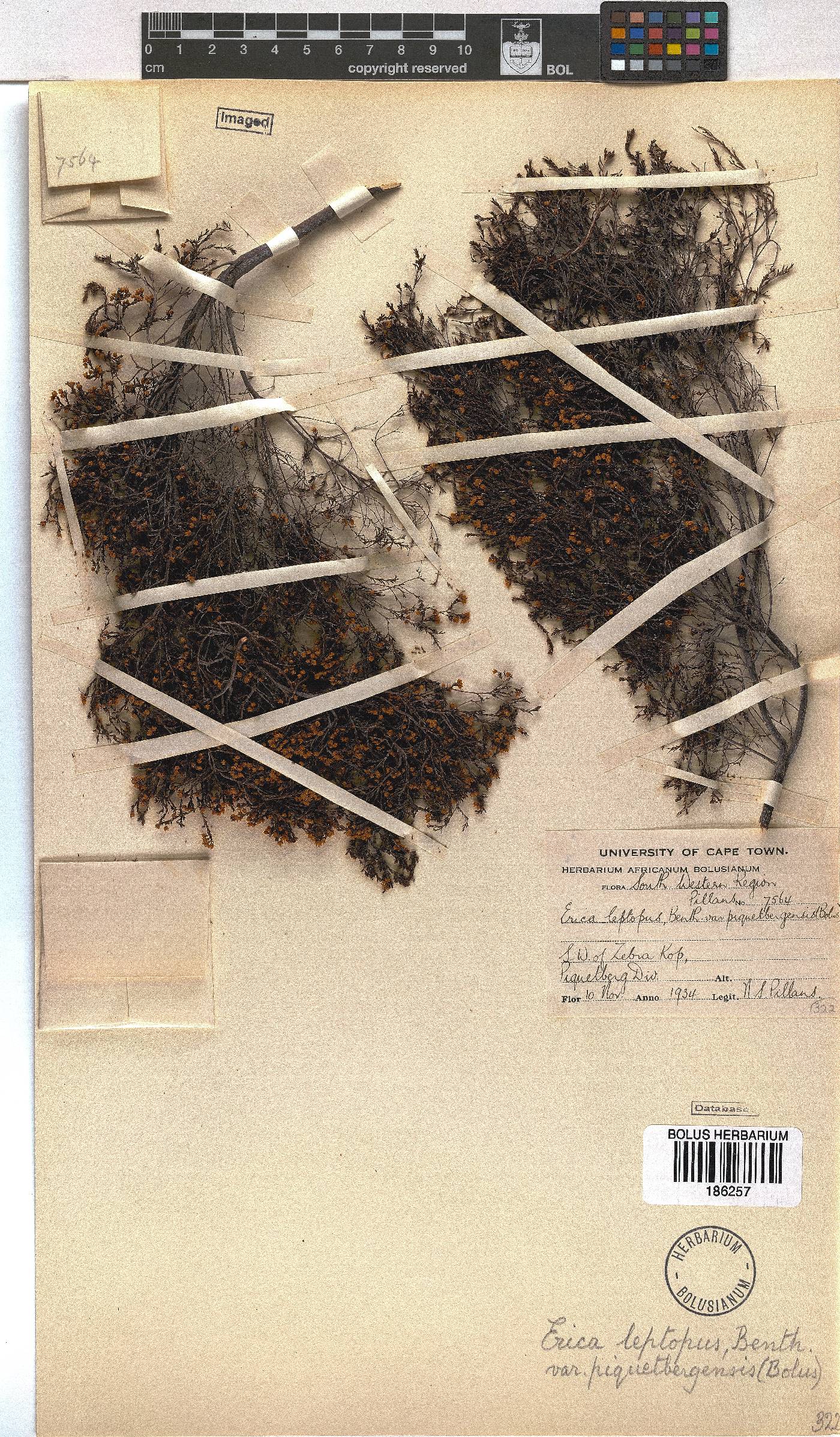 Erica leptopus image