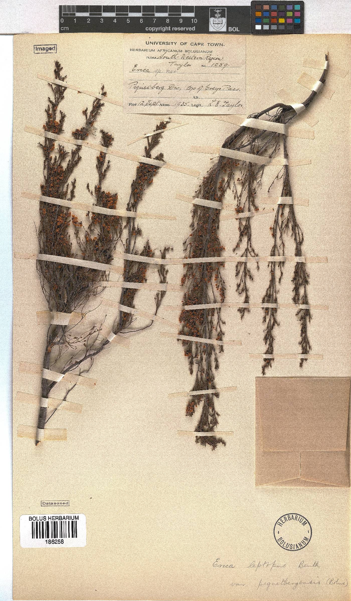 Erica leptopus var. piquetbergensis image