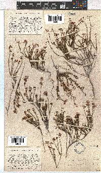 Erica leptopus var. breviloba image