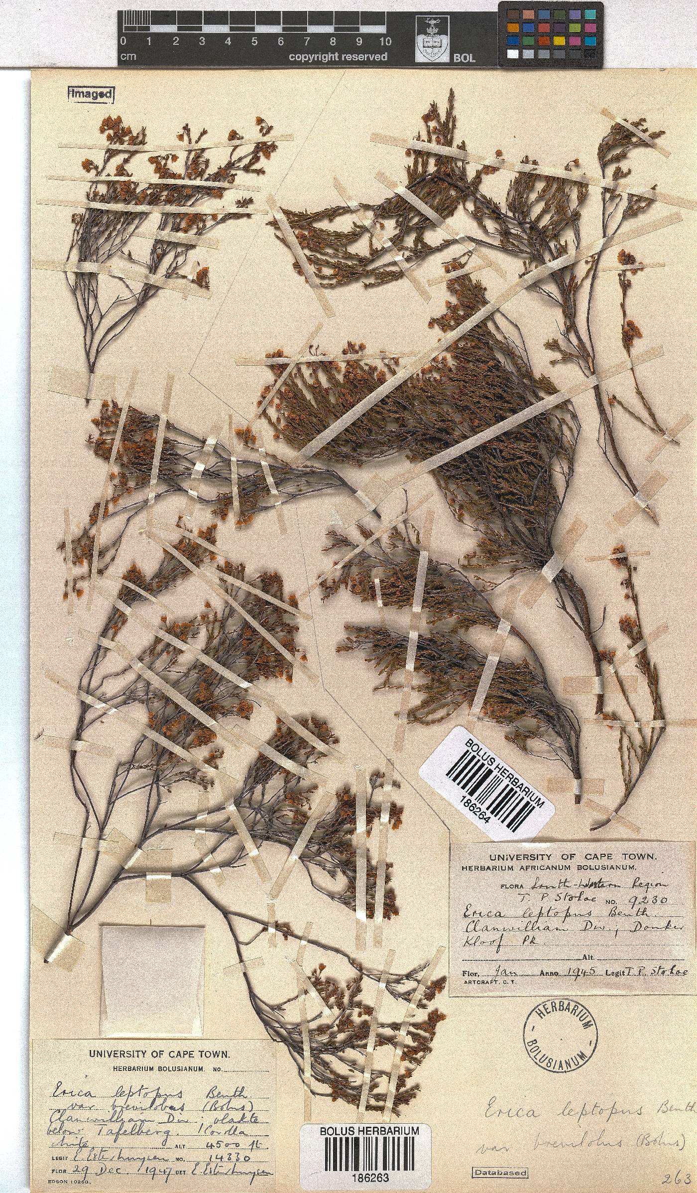 Erica leptopus var. breviloba image