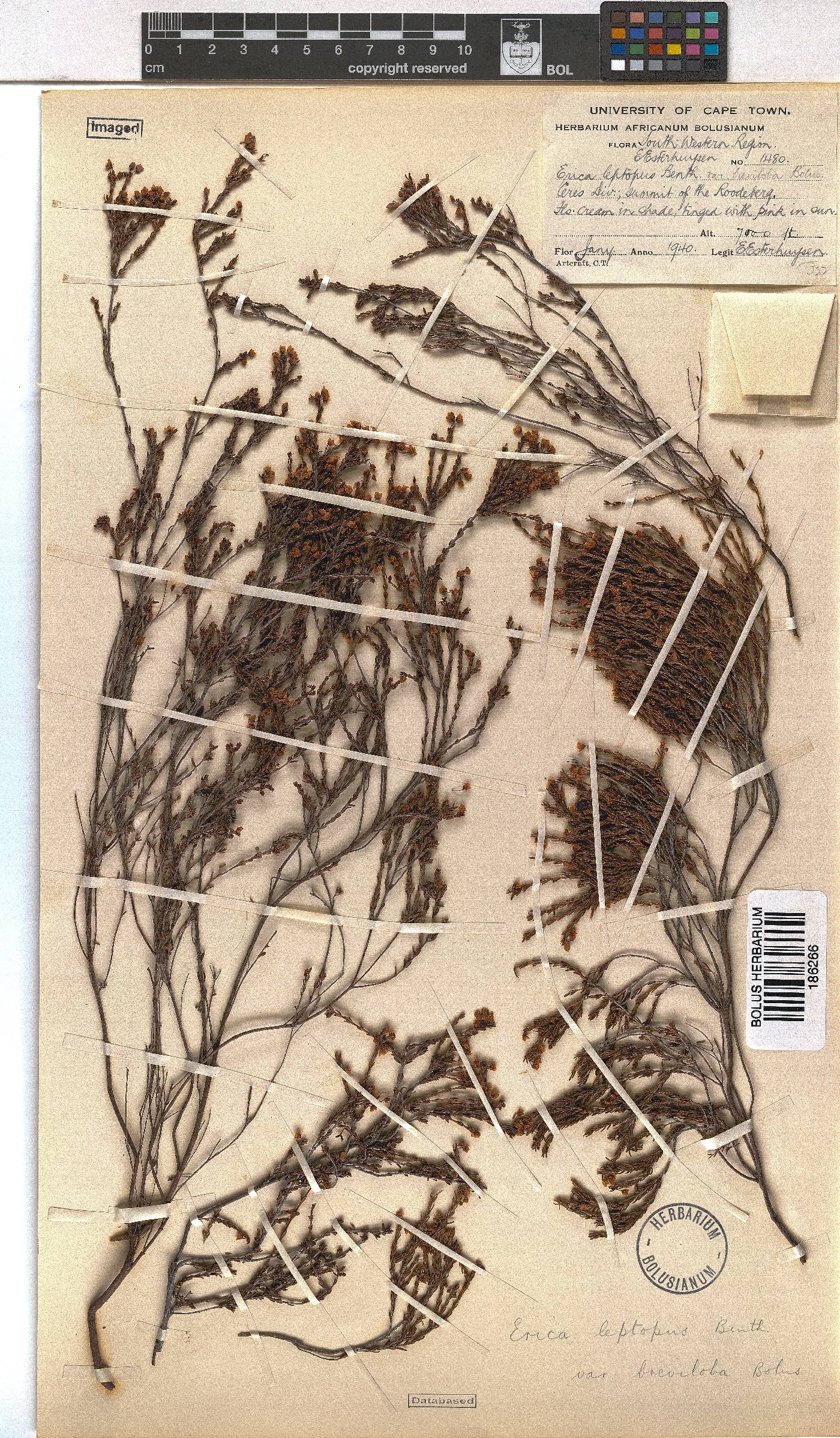 Erica leptopus var. breviloba image