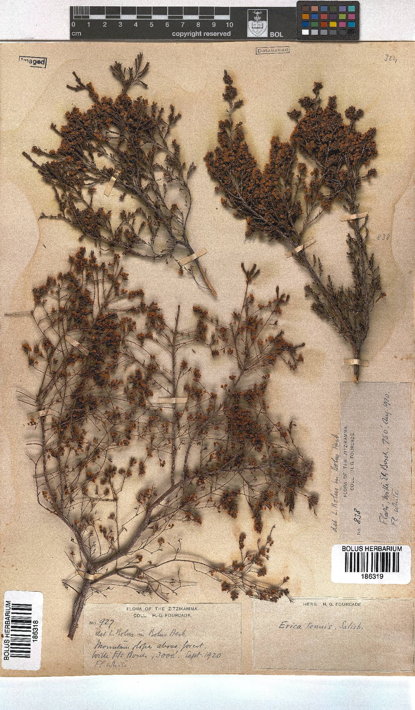 Erica tenuis image