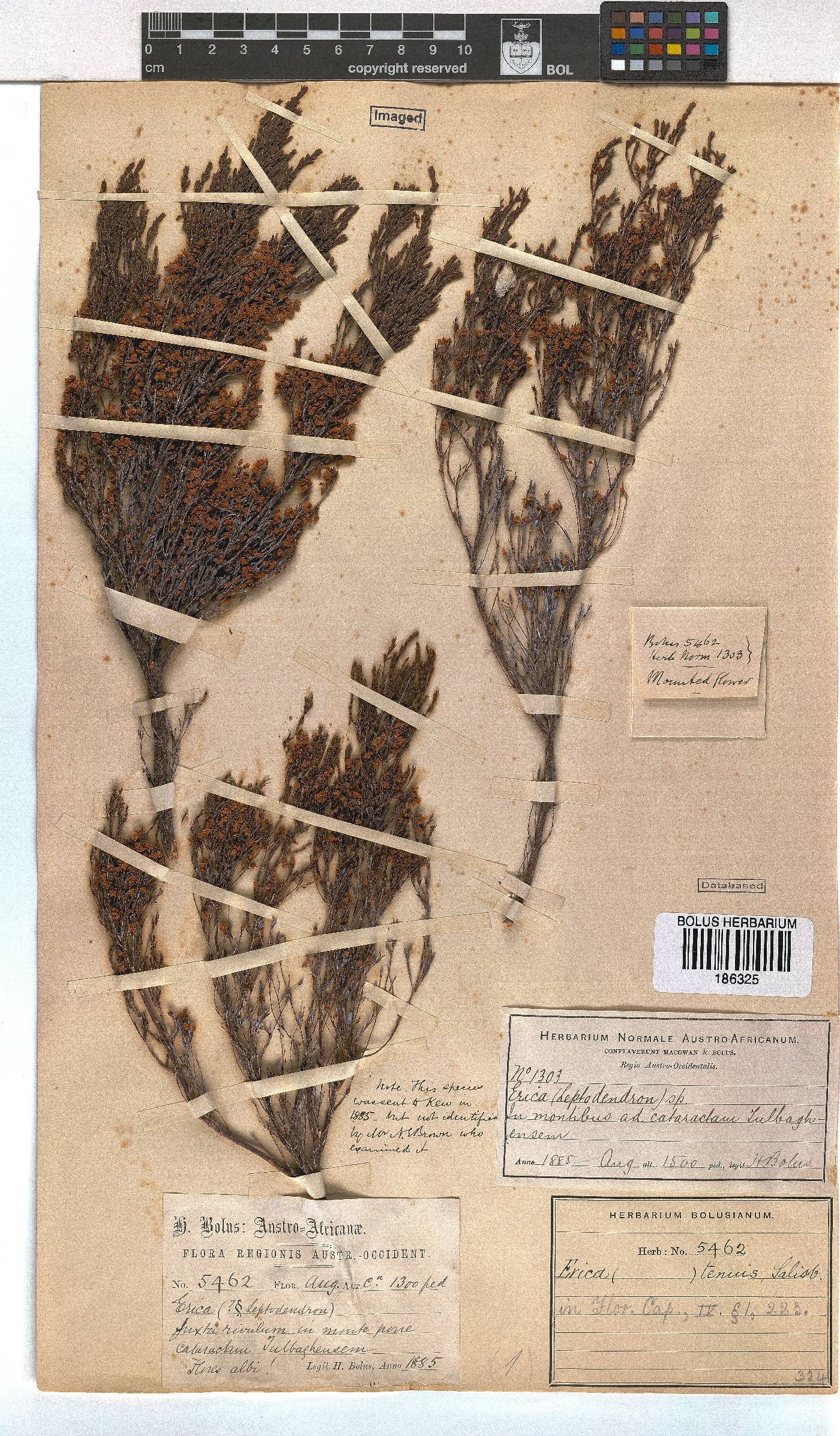 Erica tenuis image