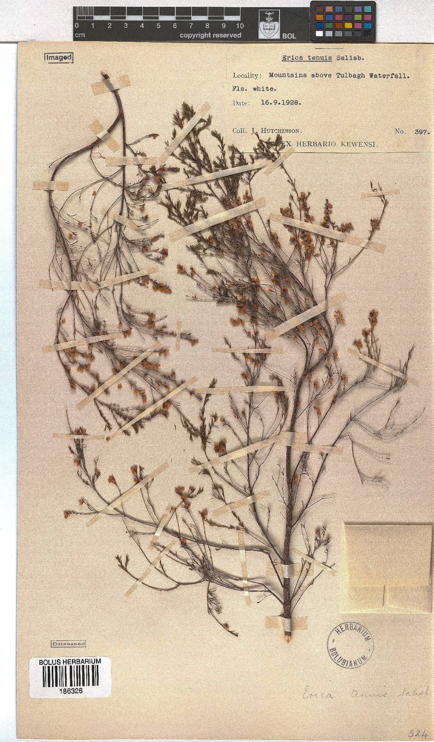 Erica tenuis image