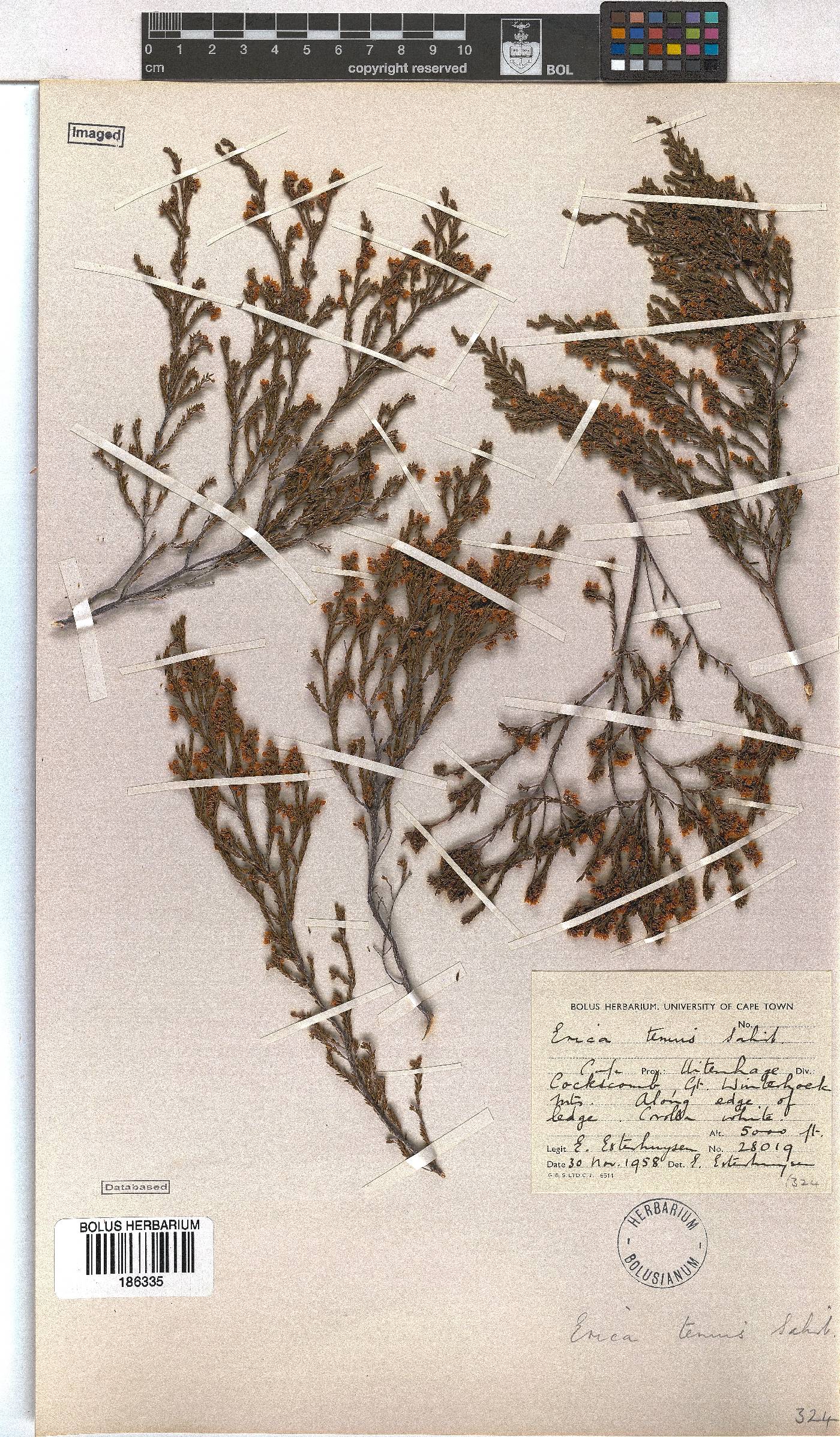 Erica tenuis image