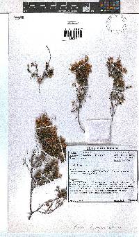 Erica leptopus image