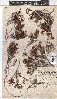 Erica leptopus var. breviloba image