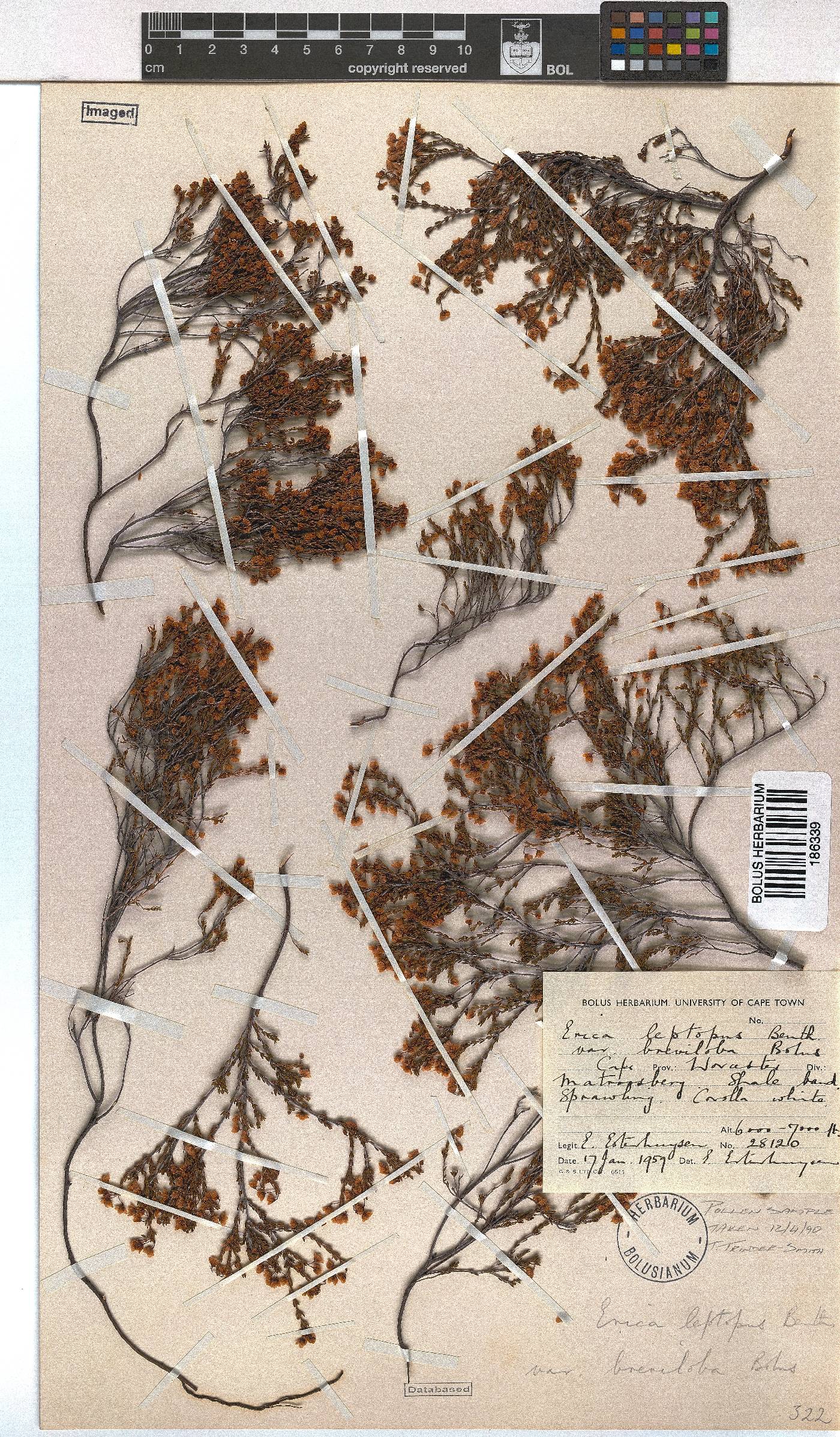 Erica leptopus var. breviloba image