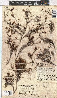 Erica leptopus var. breviloba image