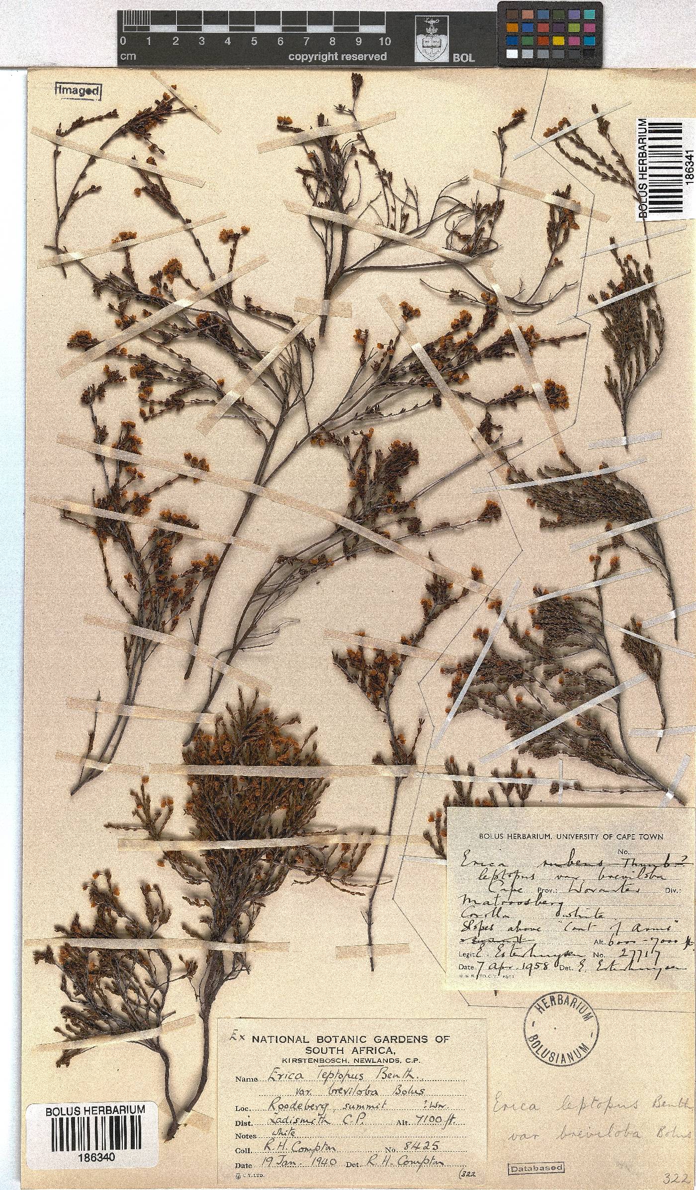 Erica leptopus var. breviloba image