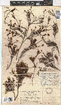 Erica leptopus var. breviloba image