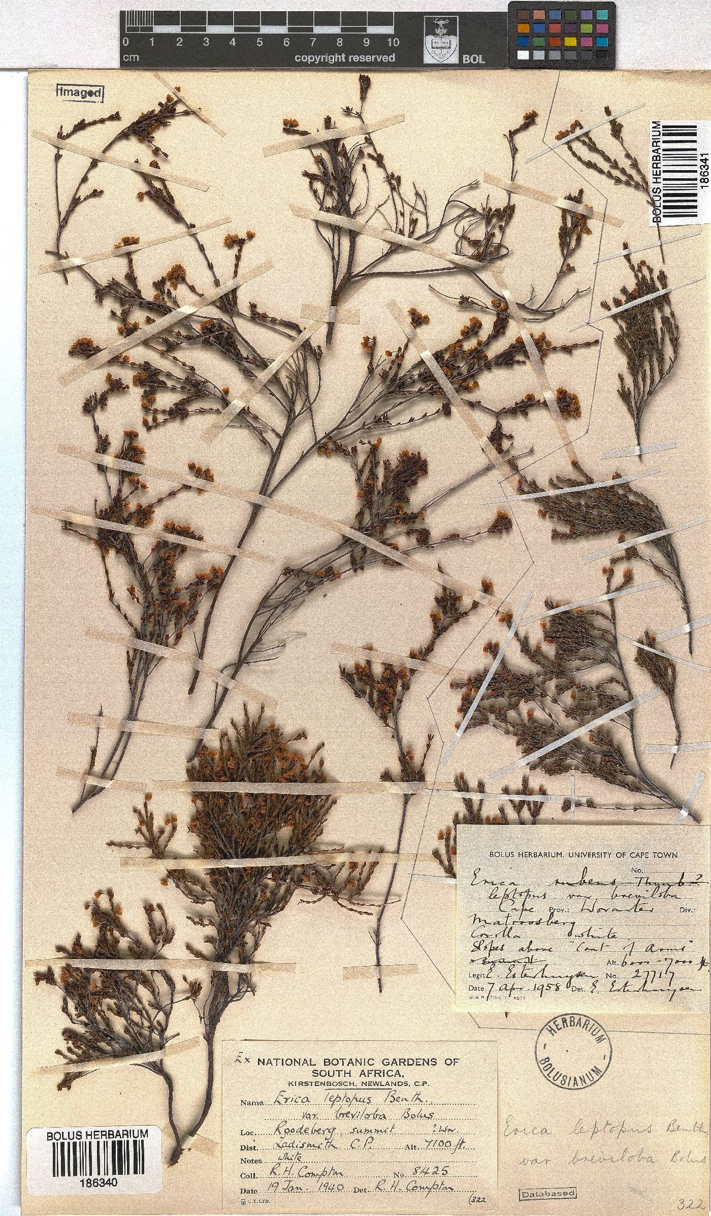 Erica leptopus image