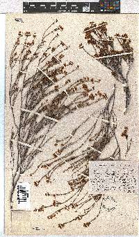 Erica leptopus var. breviloba image