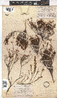 Erica leptopus var. breviloba image