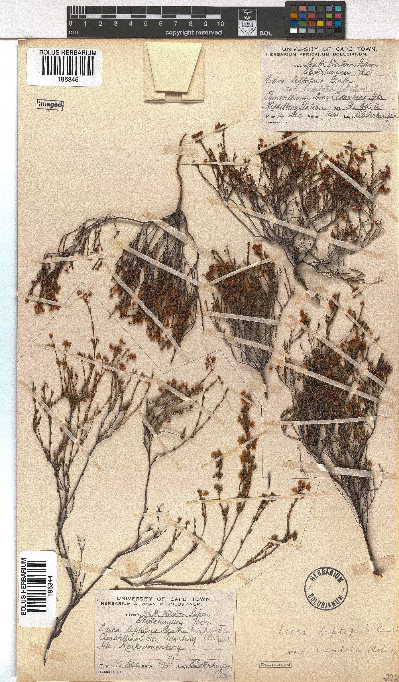 Erica leptopus image