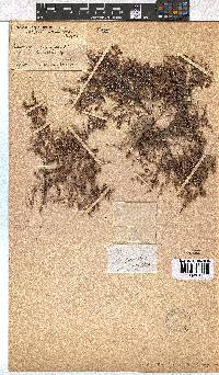 Erica philippioides image