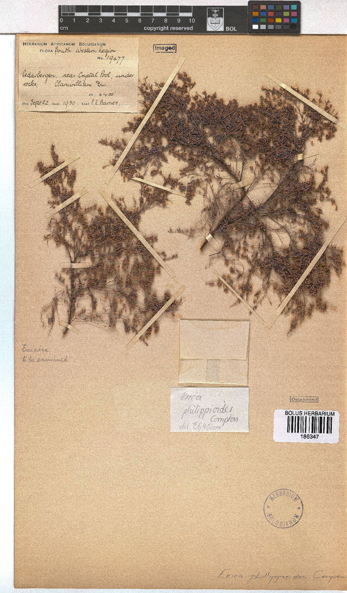 Erica philippioides image