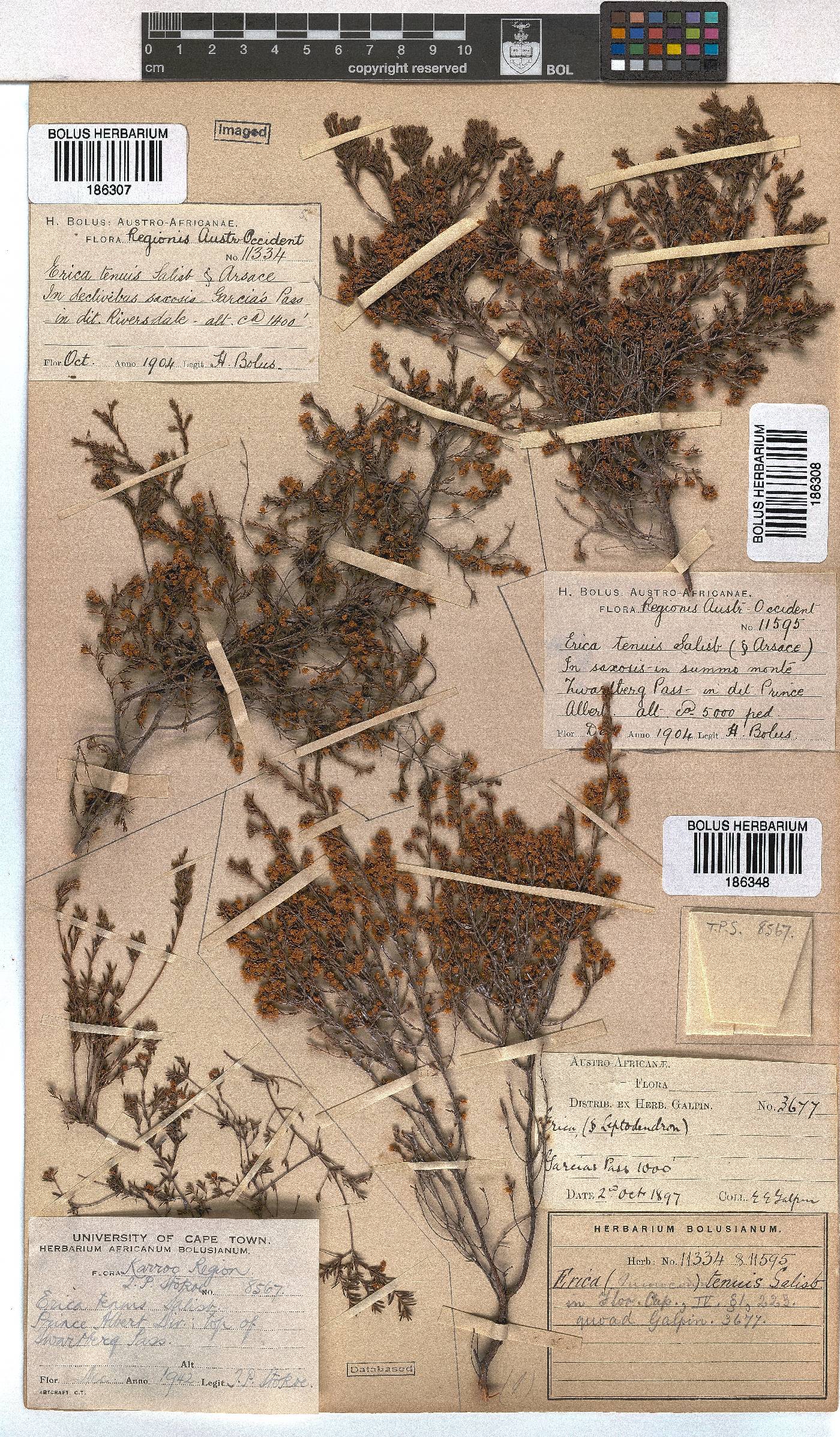 Erica tenuis image