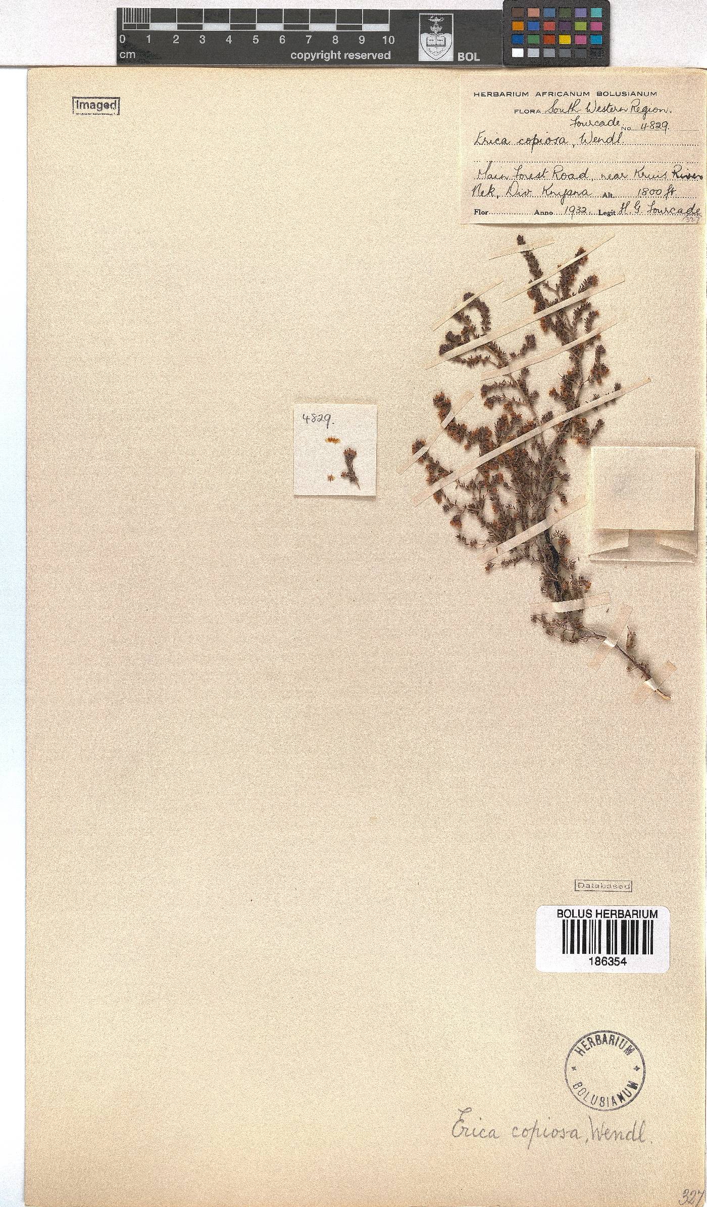 Erica florifera image