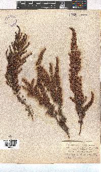 Erica copiosa var. linearisepala image