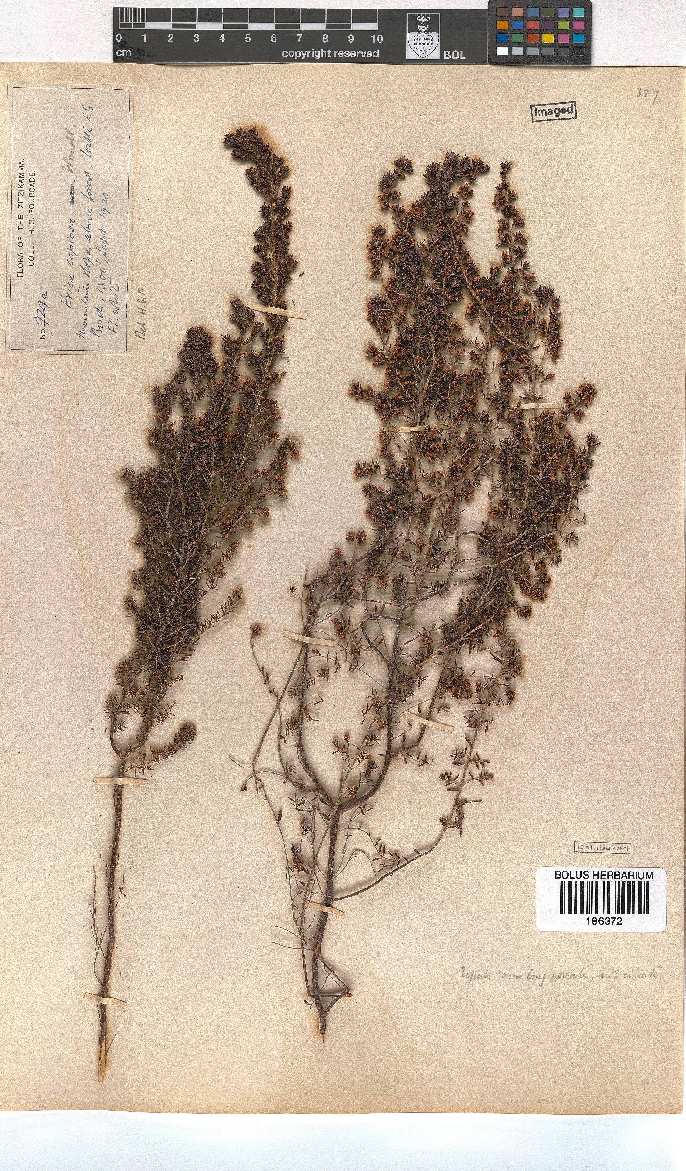 Erica copiosa image