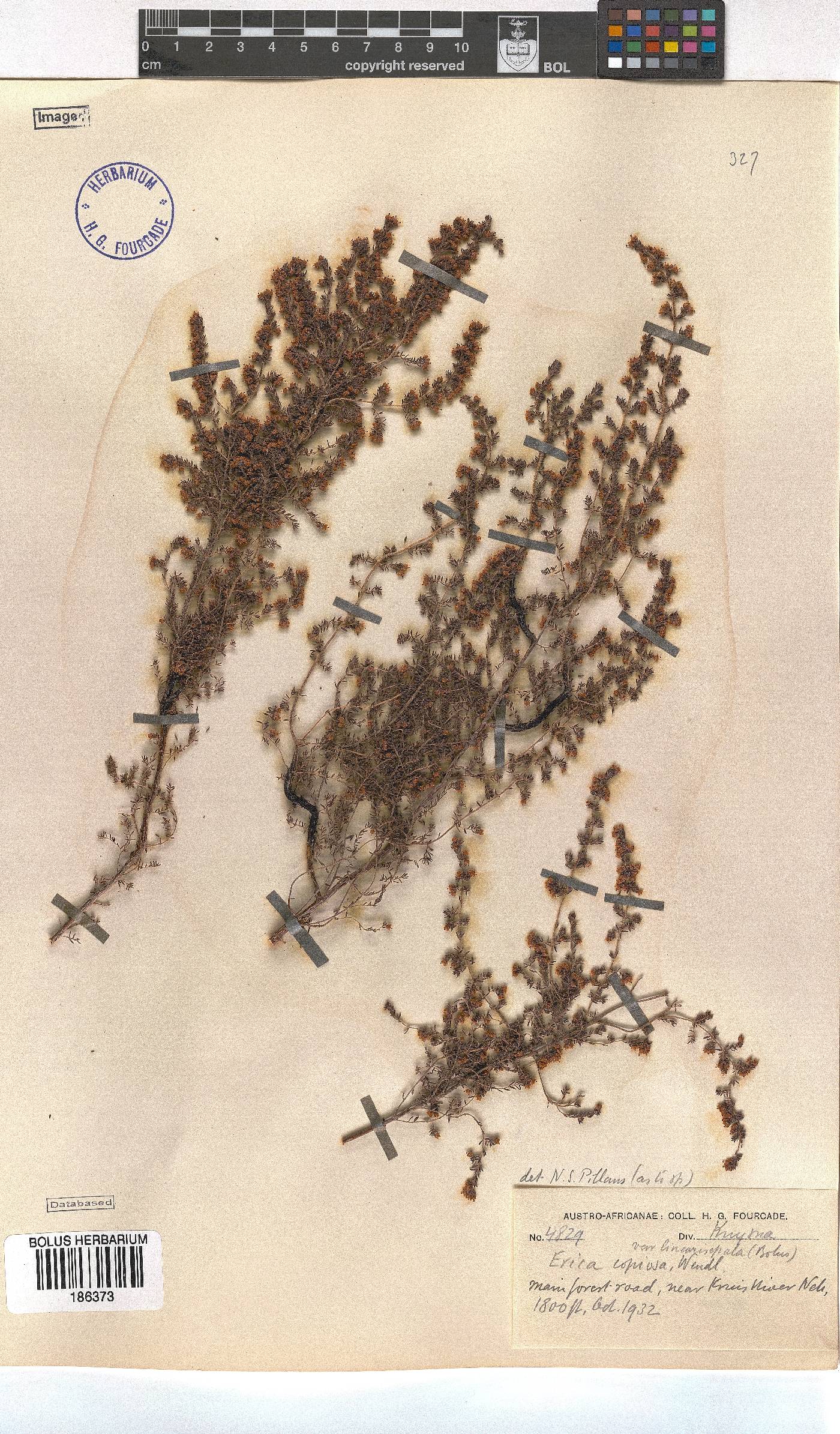 Erica copiosa var. linearisepala image