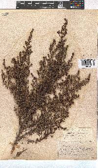 Erica copiosa var. linearisepala image