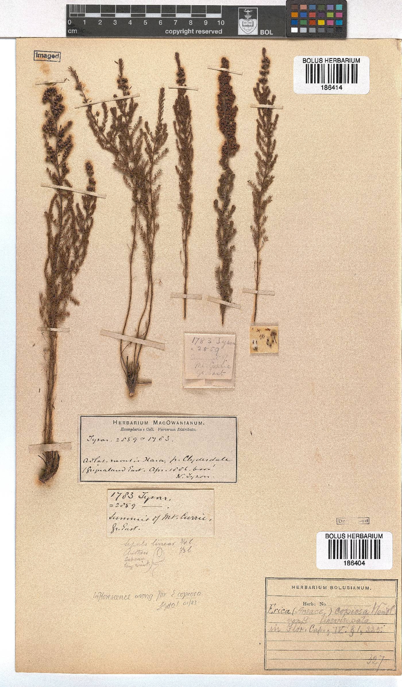 Erica copiosa image