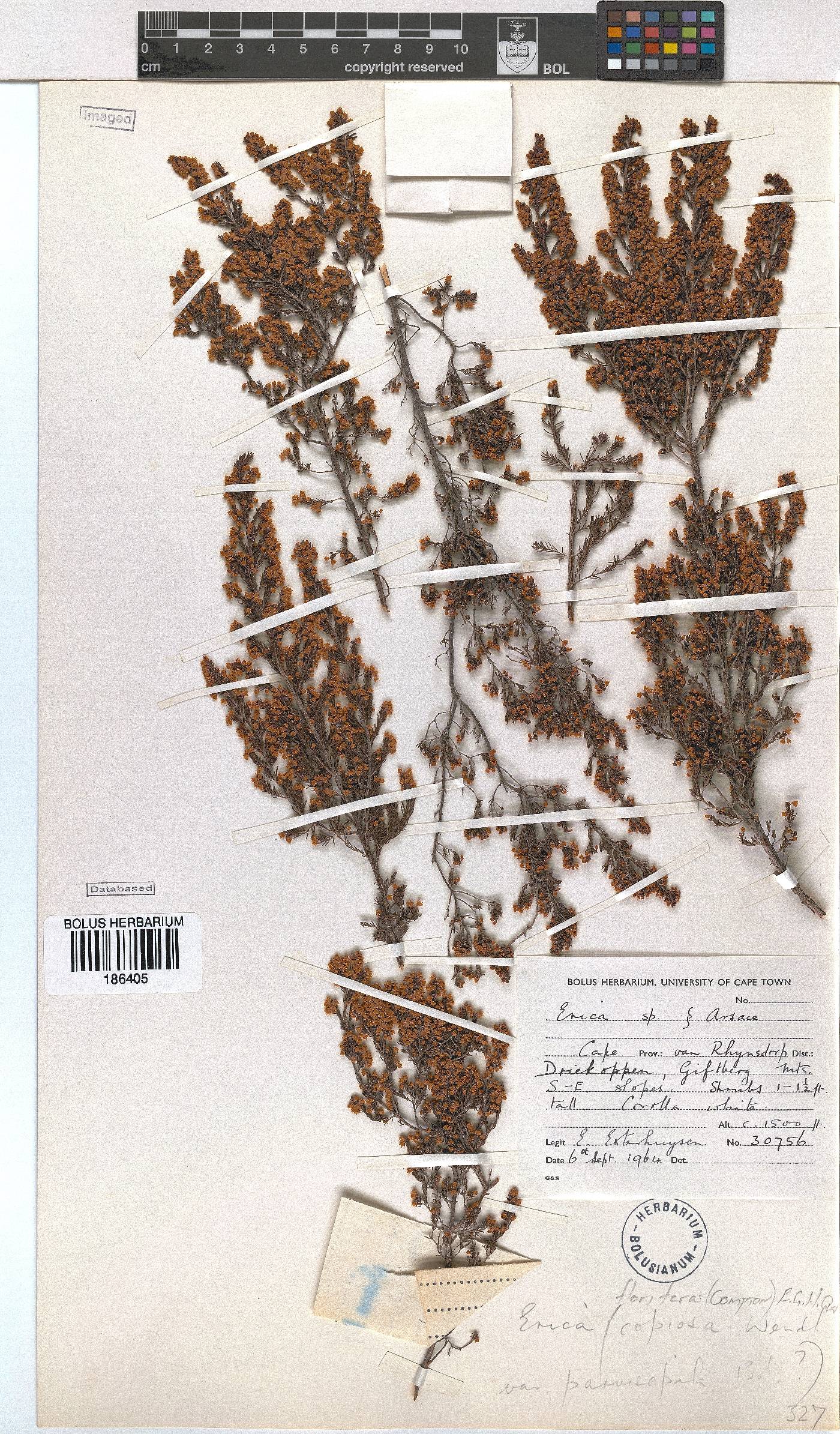 Erica florifera image