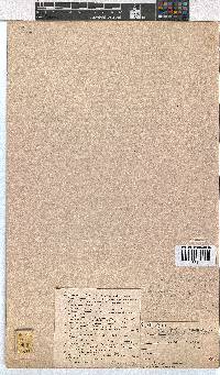 Erica florifera image