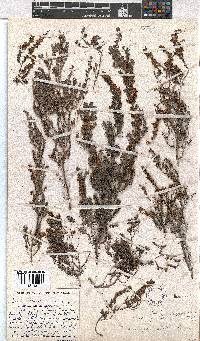 Erica florifera image