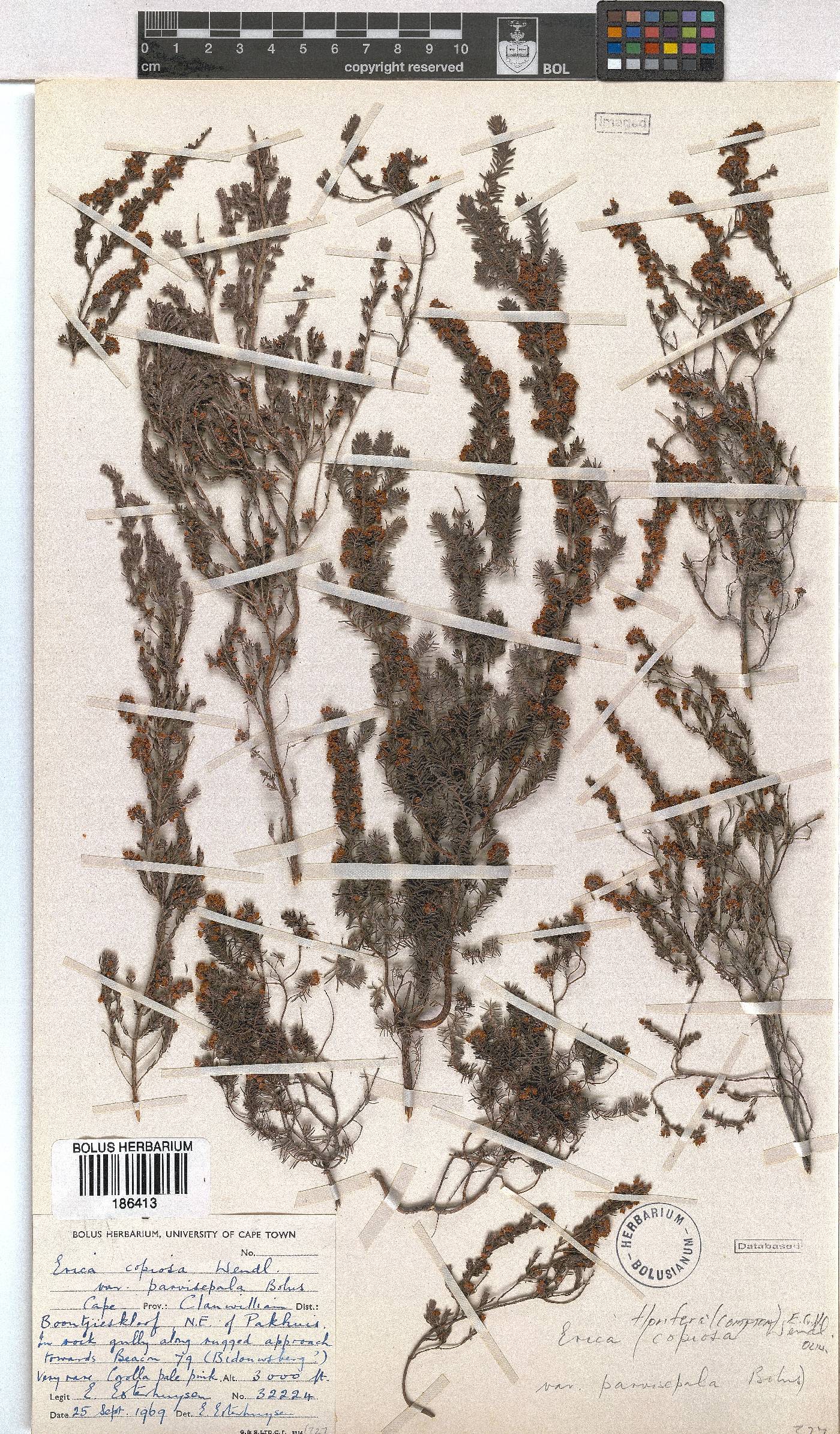 Erica florifera image