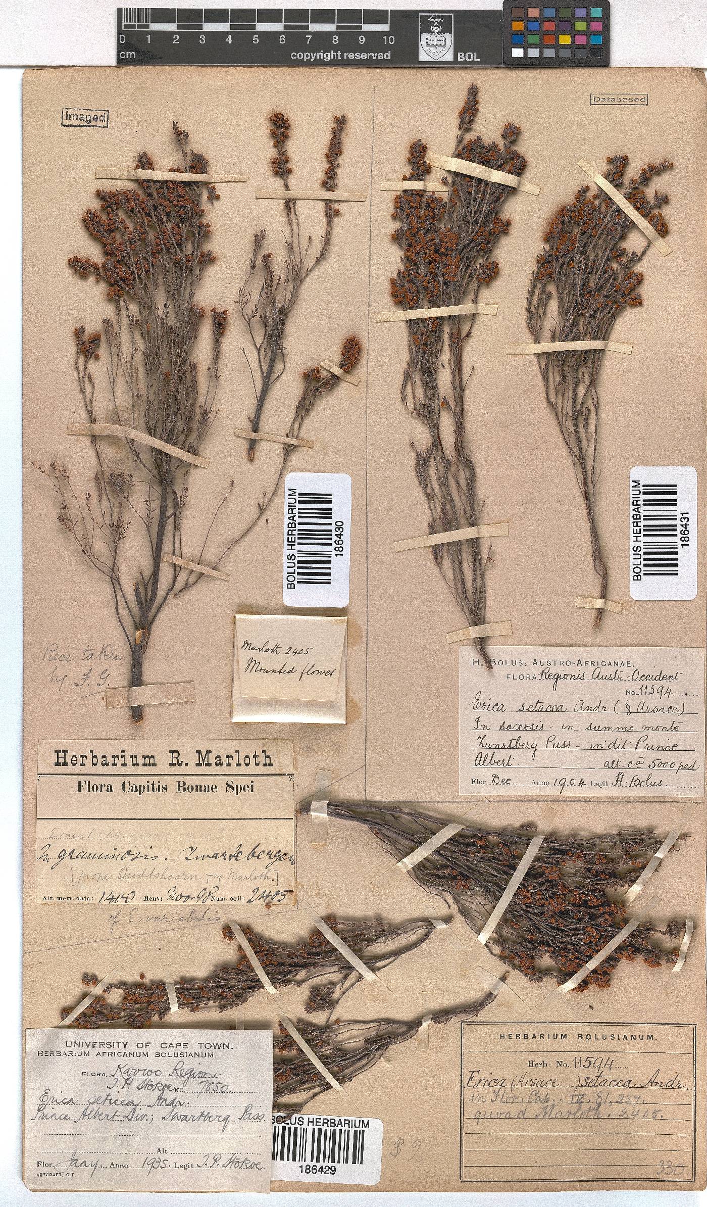 Erica setacea image