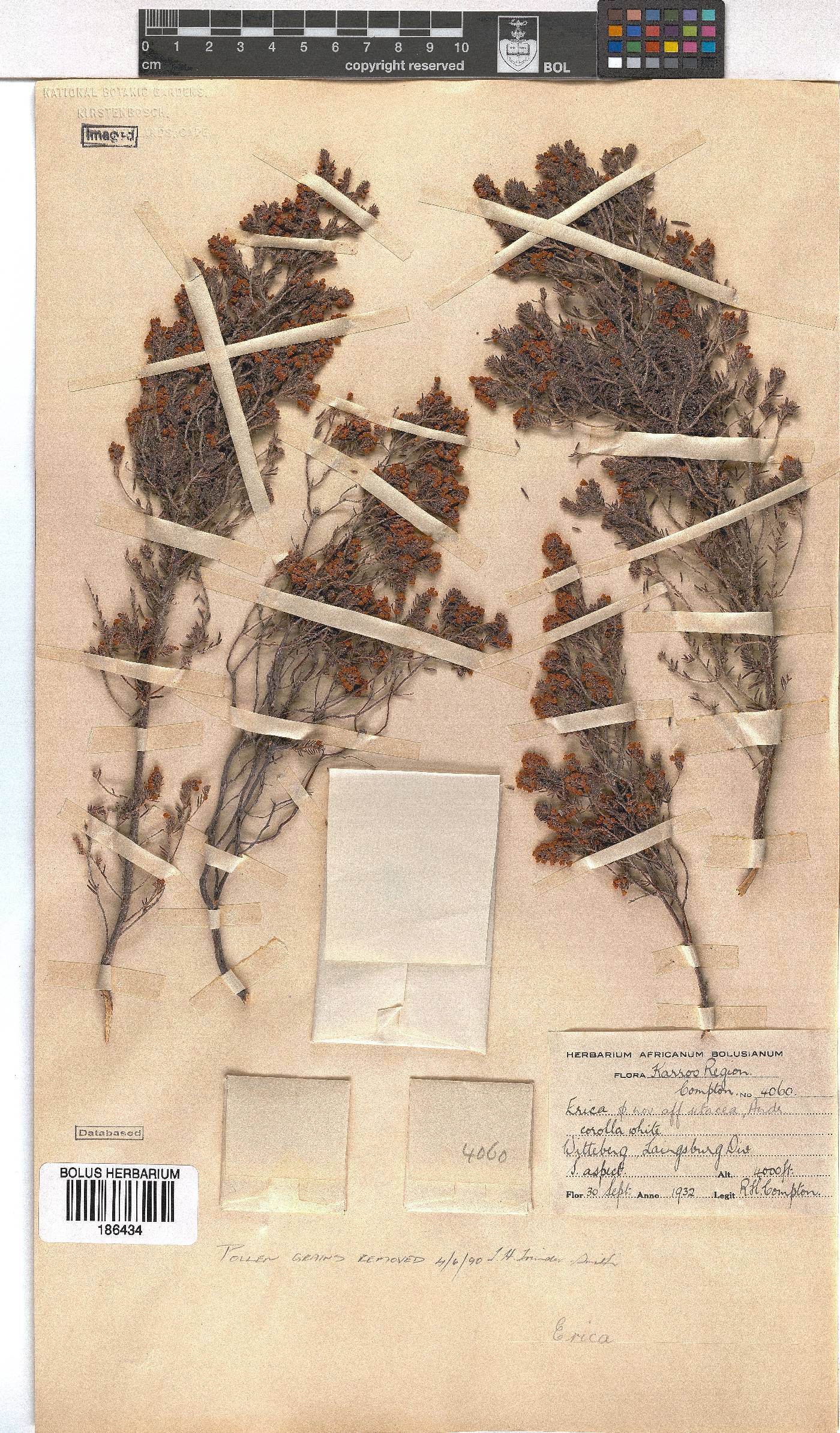 Erica setacea image