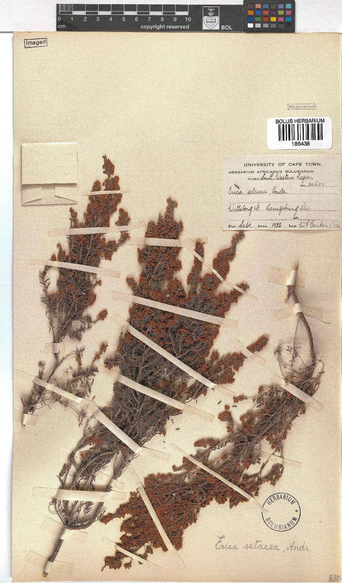Erica setacea image