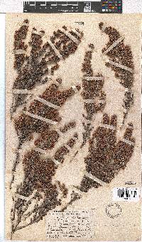 Erica setacea image