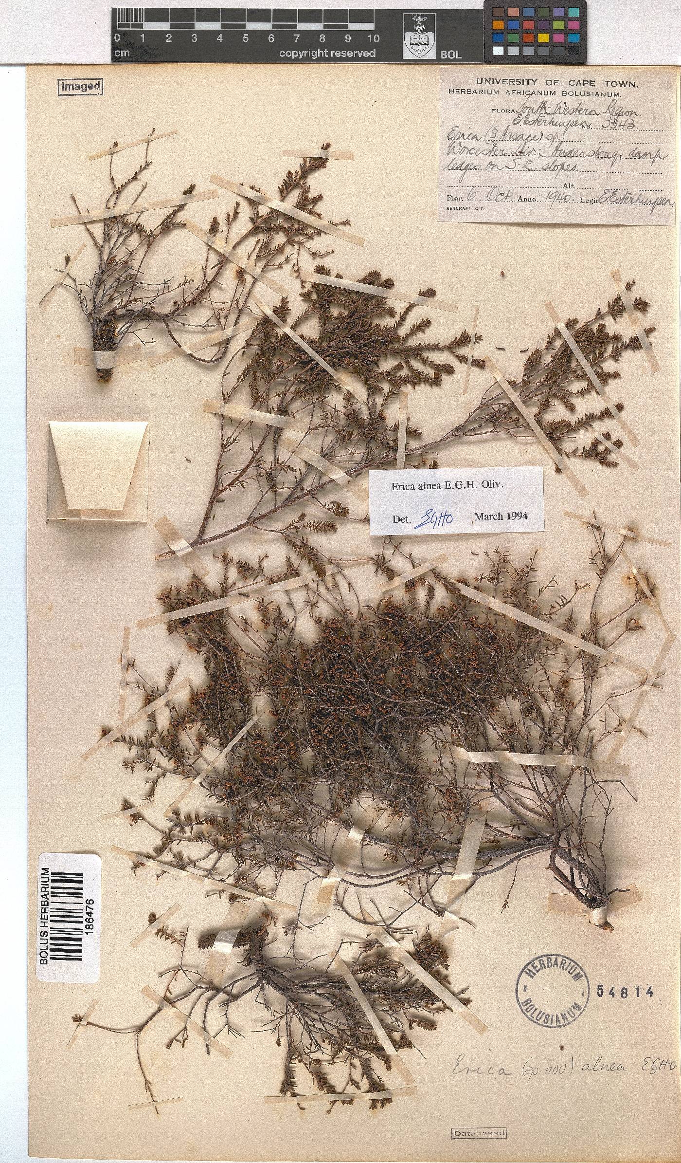 Erica alnea image