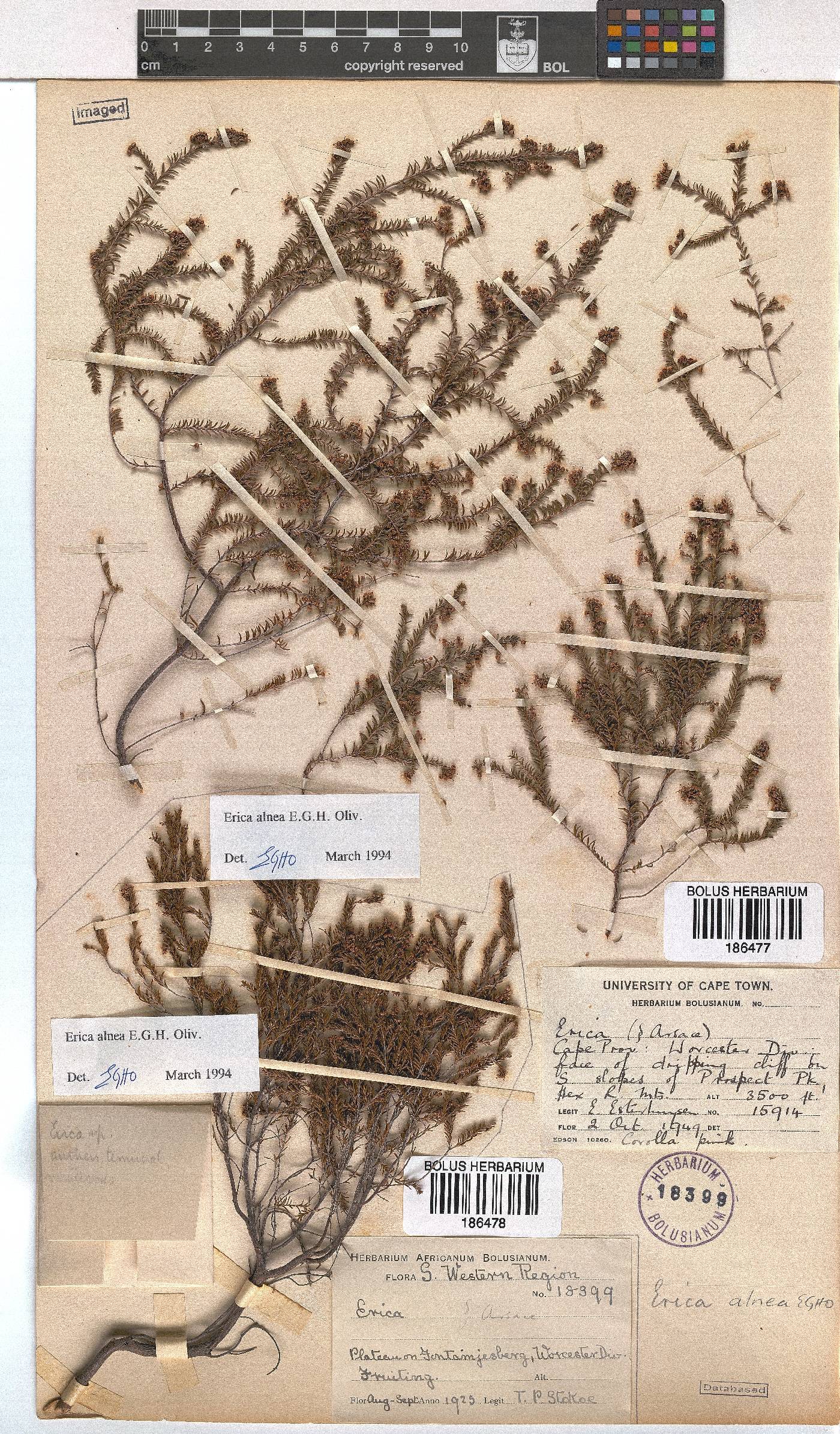 Erica alnea image