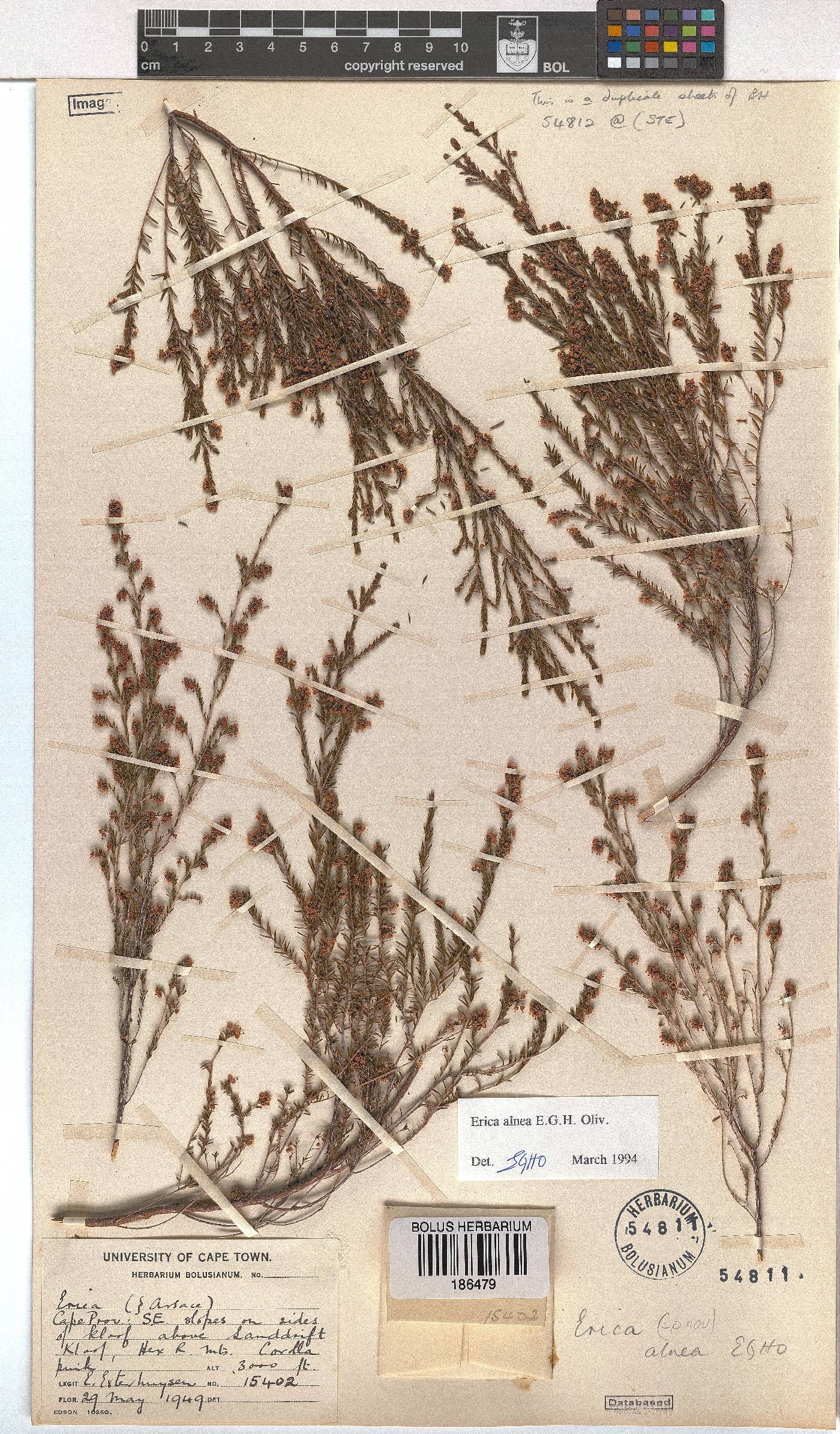 Erica alnea image