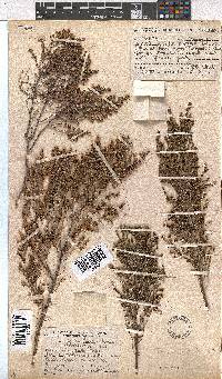 Erica ebracteata image