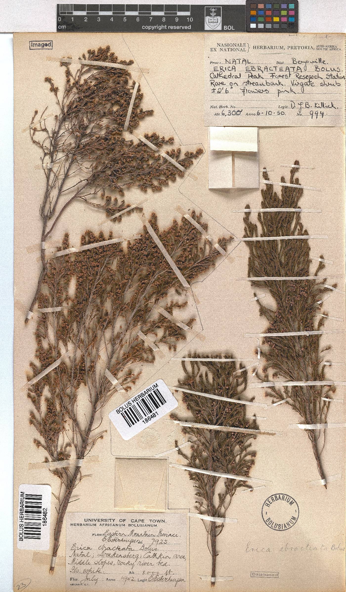 Erica ebracteata image