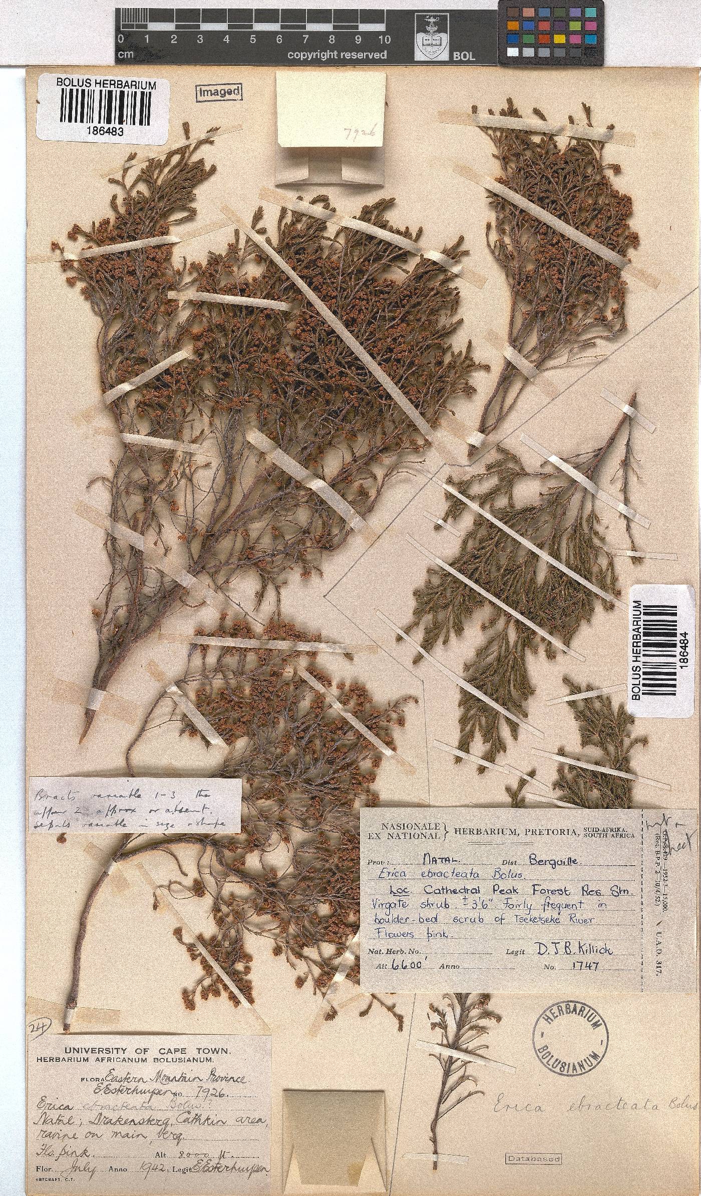 Erica ebracteata image