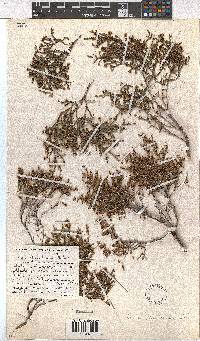 Erica ebracteata image