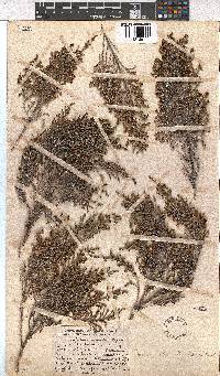 Erica ebracteata image