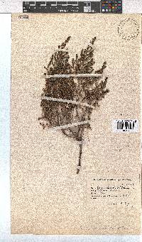 Erica ebracteata image