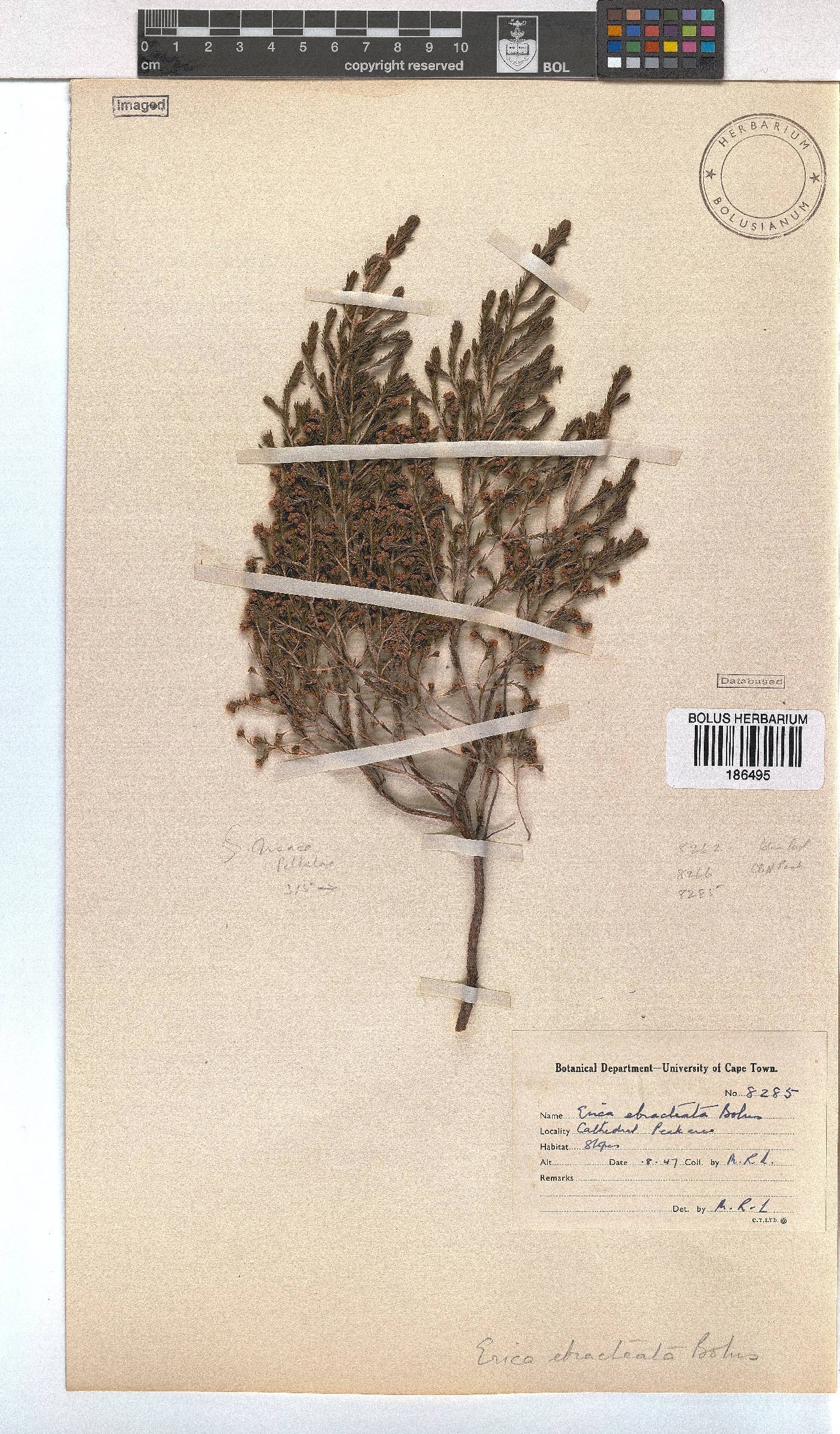 Erica ebracteata image