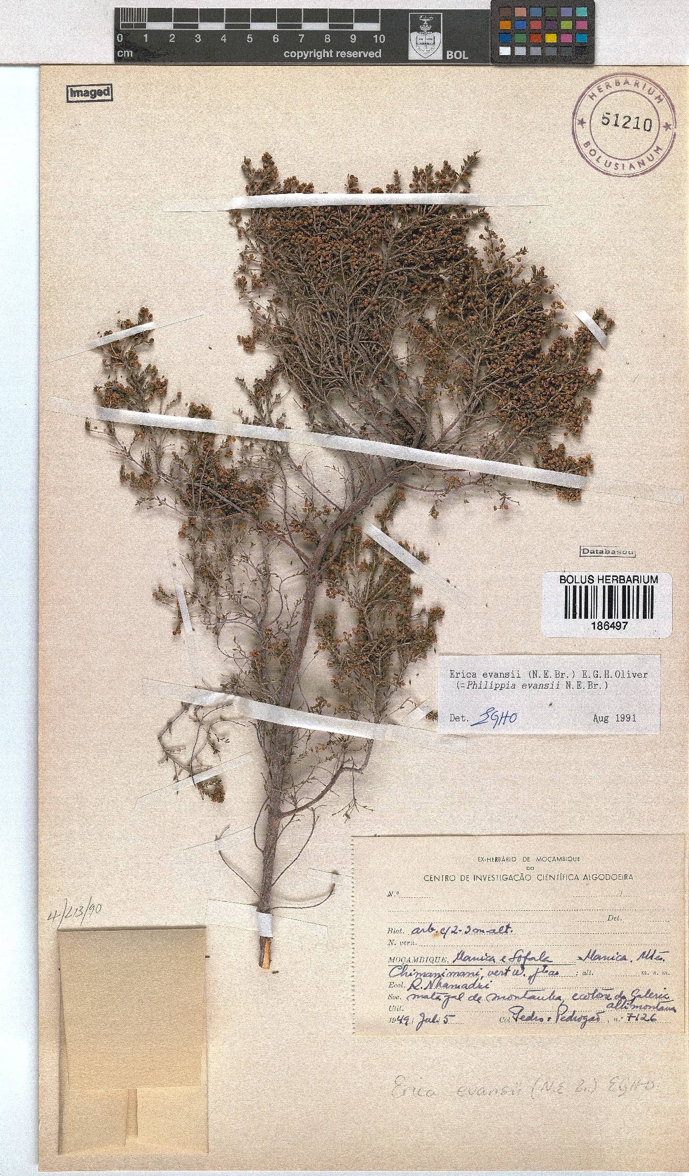 Erica evansii image