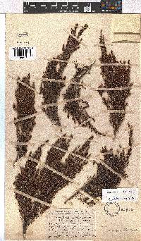 Erica hexensis image